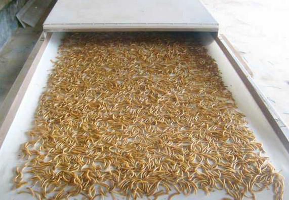 黃粉蟲微波烘干設備膨化干燥效果明顯提高 黃粉蟲微波烘干設備膨化干燥效果明顯提高